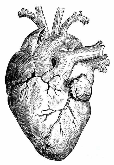 Human Heart Art, Human Heart Drawing, Brain Drawing, The Human Heart, Sunflower Drawing, Golden Spiral, Heart Sketch, Human Anatomy Art, Heart Drawing