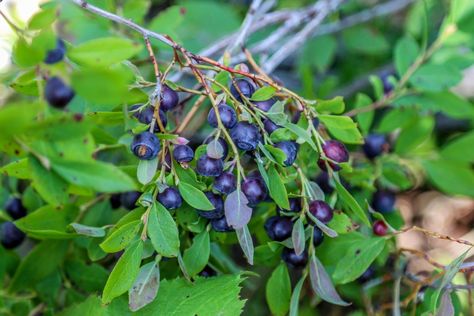 How To Identify Huckleberries- What A Huckleberry Bush Looks Like- Huckleberry Picking - We Live A Lot Huckleberry Bush, Huckleberry Plant, Fruit Bearing Trees, Oregon Grape, Berry Plants, Plants To Grow, Plant Seeds, How To Attract Hummingbirds, Wild Food