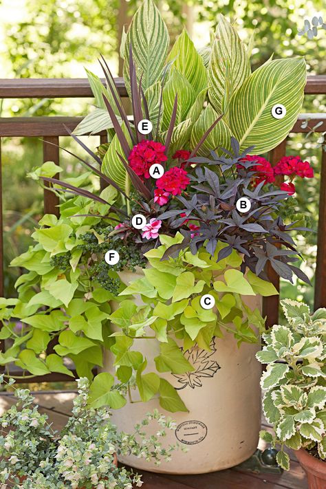 Use Geraniums as Accent Plants Ipomoea Batatas, New Guinea Impatiens, Accent Plants, Growing Geraniums, Licorice Plant, Summer Planter, Sweet Potato Vine, Container Garden Design, Geranium Flower