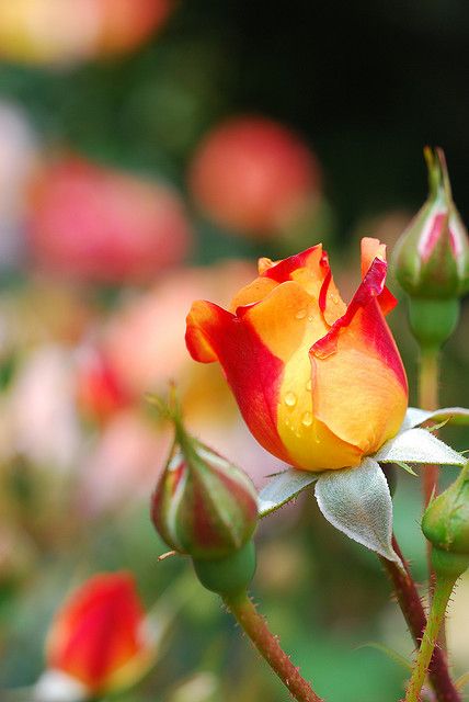 Red & Yellow Roses - my favorite and Seth used these when he proposed! Want to incorporate in the wedding Red And Yellow Roses, Hanging Plants Indoor, Colorful Roses, Beautiful Rose Flowers, Water Droplets, Love Rose, Red And Yellow, Beautiful Rose, Beautiful Blooms