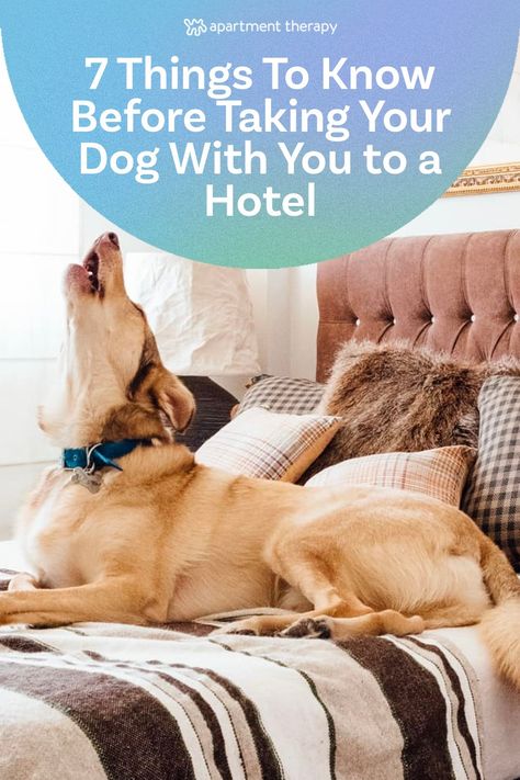 You may think that traveling with your dog is impossible. However, you can often bring your four-legged friend along, especially if you choose a pet-friendly hotel. To set you and your pup up for success, experts — from avid travel bloggers to pet behavior specialists — give their advice on taking your dog to a hotel for the first time. Hotel Hacks, Dog Friendly Hotels, Dog Hotel, Pet Friendly Hotels, Behavior Problems, Bad Dog, Animal Behavior, Pet Stuff, Dog Travel