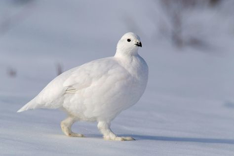 Meet the Bird With Built-In Snowshoes  Feathery feet help ptarmigans travel on top of the snow during winter.  https://www.audubon.org/news/meet-bird-built-snowshoes?ms=digital-eng-social-facebook-x-20191010_fb_link_-_willow_ptarmigan_birdnote&utm_source=facebook&utm_medium=social&utm_campaign=20191010_fb_link_-_willow_ptarmigan_birdnote Willow Ptarmigan, Snow Animals, Snowshoes, Jack Rabbit, Bird Hunting, Winter Bird, Arctic Animals, Pretty Birds, Bird Watching