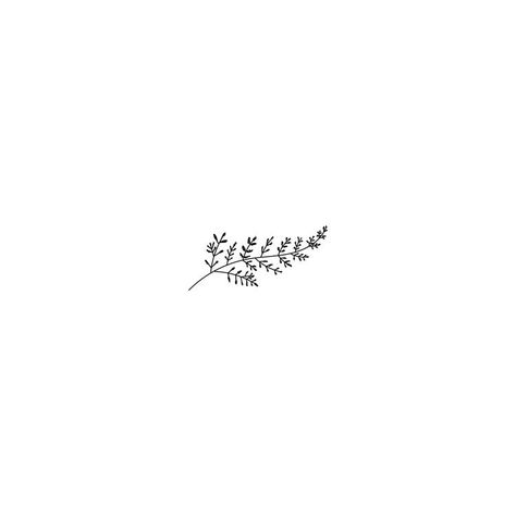 Fern Tattoo Design, Fern Logo, New Zealand Tattoo, Fern Design, Fern Tattoo, Airplane Tattoos, Illustration Botanical, Shop Branding, Petite Tattoos