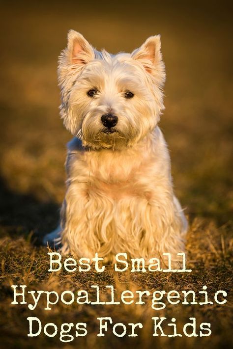 Wondering about the best small hypoallergenic dogs for kids? Check out our list of the best little breeds that are great for kids & people with allergies! Small Dogs For Kids, Best Hypoallergenic Dogs, Dogs For Kids, Family Dogs Breeds, Hypoallergenic Dog Breed, Best Dogs For Families, Hypoallergenic Dogs, Dogs Breeds, Dog Allergies