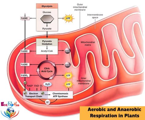 Aerobic And Anaerobic Respiration, Respiration In Plants, Aerobic Respiration, Anaerobic Respiration, Carbon Molecule, Oxidative Phosphorylation, Citric Acid Cycle, Cell Respiration, Light Reaction