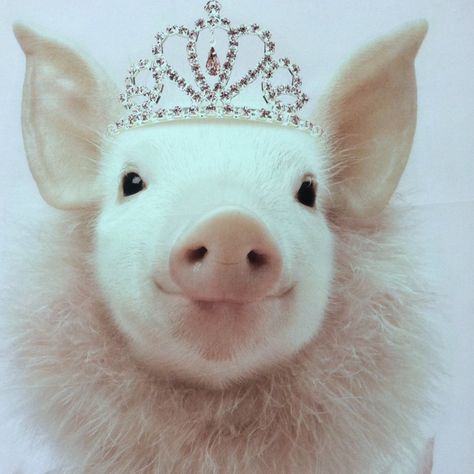 Pretty princess piggy! http://www.pinterest.com/south7/hold-%E1%98%BB%CF%8D-ti%E1%8E%AFr%E1%8E%AF/ Tiara, Pink, White