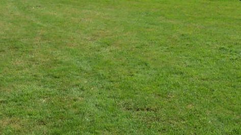 Lawn alternatives | Sustainable Gardening Australia Reseeding Lawn, Overseeding Lawn, Zoysia Grass, Grass Texture, Planting Grass, Soil Texture, Lawn Fertilizer, Lawn Sprinklers, Sandy Soil