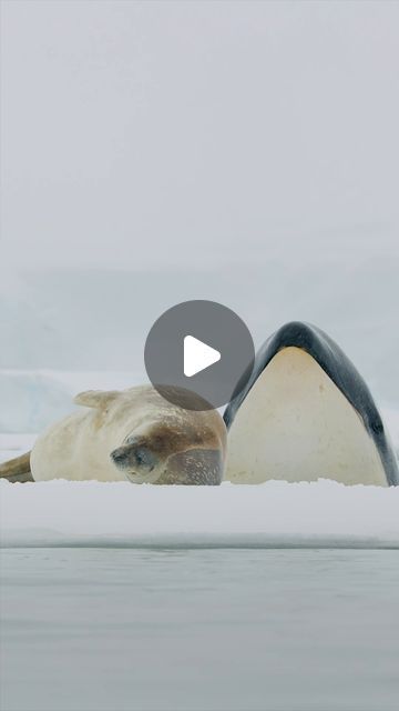 National Geographic on Instagram: "Wildlife filmmaker @bertiegregory documented a pod of B1 Antarctic killer whales locating a resting Weddell seal. “With snow falling, flying the drone felt like being in space with stars whizzing by. Having found the seal, the pod then began to spy-hop to size up the target and figure out how to get it into the water,” Gregory says. “The intelligence of these killer whales is spine-tingling.” Watch #AnimalsUpClose with Bertie Gregory, now streaming on @disneyplus, to see what happens next. Video by @bertiegregory and @tomwalkercam" Bertie Gregory, Seal In Water, Seals In Water, Polar Bear Swimming, Polar Bear On Iceberg, Polar Bear Underwater, Killer Whales, National Geographic, Filmmaking