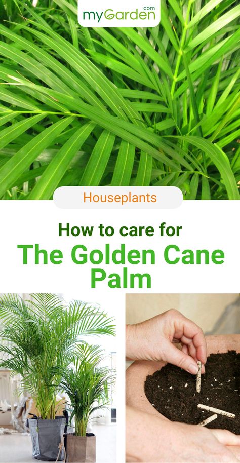 The Golden Cane Palm will provide your home with a holiday atmosphere all year long. Thanks to its air purifying properties, the areca palm also improves indoor air quality – making it a popular office plant. The Golden cane palm hardly ever flowers when grown indoors. The Areca palm is therefore usually only sold in stores as a green plant. Learn in our mygarden-guide how to plant and care for it! #goldencanepalm #houseplants #mygarden #mygardencom Golden Cane Palm, Areca Catechu, Indoor Palm, Tropical Gardening, Indoor Palms, Zone 7, Areca Palm, Leaf Ornament, Palm Plant