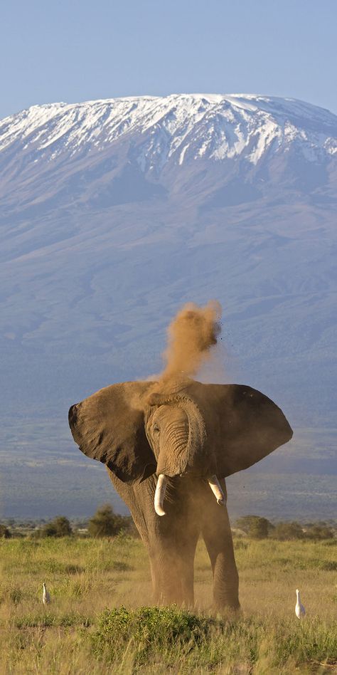 An elephant with Mount Kilimanjaro in the background. Original Travel. Indian Jones, Luxury African Safari, Walter Mitty, Elephants Photos, Africa Wildlife, Mount Kilimanjaro, Save The Elephants, Elephant Love, Wildlife Photos