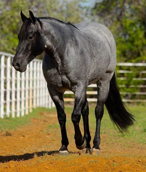 Blue Roan Quarter Horse Reigning Horses, Horses Blue Roan, Horse Blue Roan, Quater Horses, Quarter Horse Blue Roan, Roan Quarter Horse, Horse Barrel Racing, Blue Roan Quarter Horse, Quarter Horse Barrel Racing