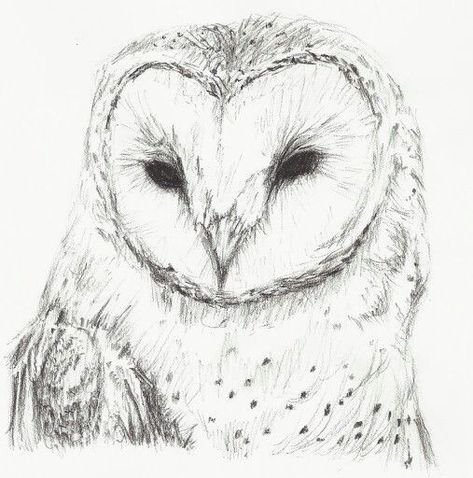 Barn Owl, Drawing Ideas, Tattoo Ideas, Tattoos, Drawings