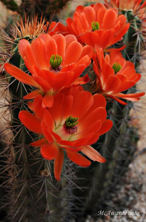 Desert beauty Claret Cup Cactus, Desert Beauty, Cactus Flowers, Pretty Pictures, Wild Flowers, Cactus, Plants, Flowers, Beauty