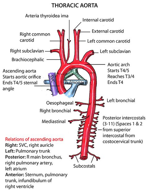 Instant Anatomy - Thorax - Vessels - Arteries - Ascending aorta Cardiovascular Anatomy, Cardiac System, Aortic Arch, Arteries Anatomy, Cardiac Sonography, Sonography Student, Cardiac Nursing, Medical School Studying, Nursing School Notes