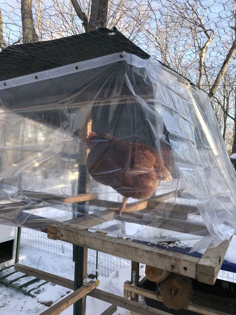 This chicken knows where to go to stay out of the wind on a 6 degree day! I installed clear vinyl shower curtains around the outside upper roosting bars where they like to hang out and where they like to sleep at night! Aside from blocking the wind, the tarp above plus the shower curtains surrounding the area also block rain and snow for them! The sun can shine in; thermal effect too! Wind Block For Chickens, Roosting Bars, Duck Houses, Chicken Perches, Nest Ideas, Wind Blocking, Duck House, Chicken Keeping, Backyard Poultry