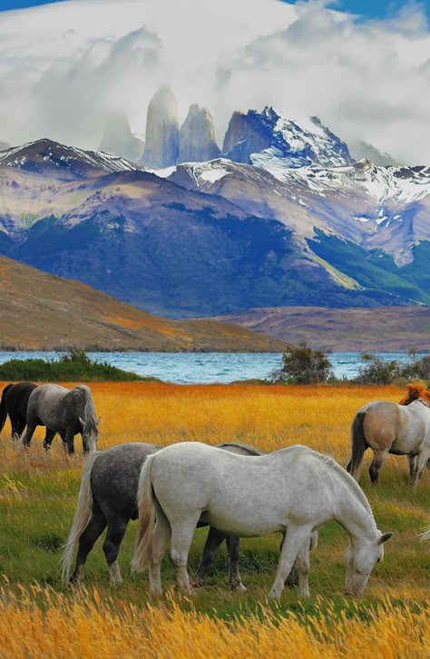 Dsicover the rugged beauty of Torres del Paine in Southern Chile's Patagonia region. #chile #patagonia #horses #mountains Patagonia Travel, Patagonia Chile, Chile Travel, Clydesdale, South America Travel, Pretty Horses, Love Horses, Donkeys, Beautiful Horses