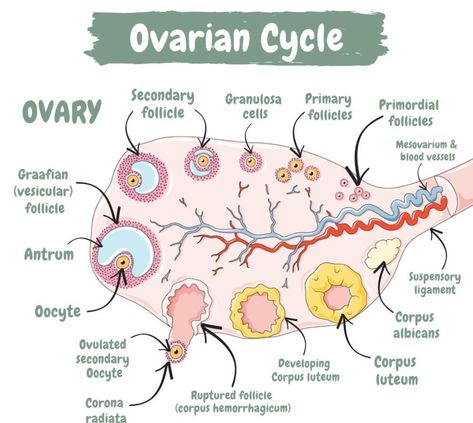 Ovaries Illustration, Embryology Notes, Gynecology Notes, Midwifery Notes, Spiritual Midwifery, Nursing School Studying Cheat Sheets, Midwifery Student, Learn Biology, Medical School Life