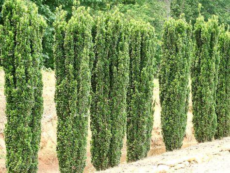 Outdoor Room Divider, Hill Country Landscape, Backyard Planter, Deck Door, Sky Pencil Holly, Pencil Plant, New Zealand Garden, Japanese Holly, Ilex Crenata