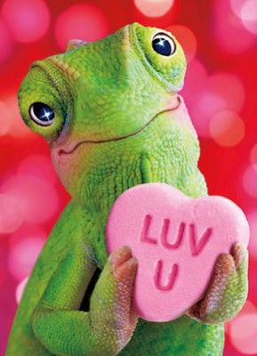 Luv U Funny Characters, Luv U, Leap Year, Funny Animal Photos, Valentines Greetings, Seriously Funny, Funny Character, Groundhog Day, Reptiles And Amphibians