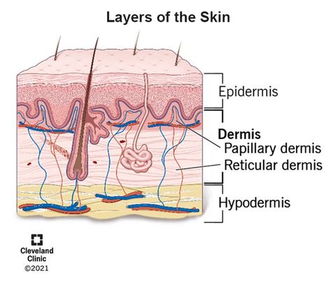 Dermis (Middle Layer of Skin): Layers, Function & Structure Dermis Layers, Pet Scan, Layers Of The Epidermis, Skin Layers, Subcutaneous Tissue, Skin Grafting, Collagen Fibers, Magnetic Resonance Imaging, Sweat Gland