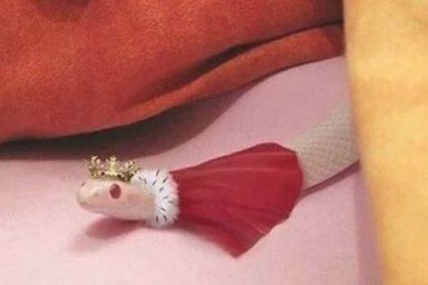 Snake With Hat, Snakes With Arms, Aesthetic Snakes, Chill School Fits, Cute Snek, Snakes In Hats, Snakes With Hats, Harry Potter Closet, Clay Snakes