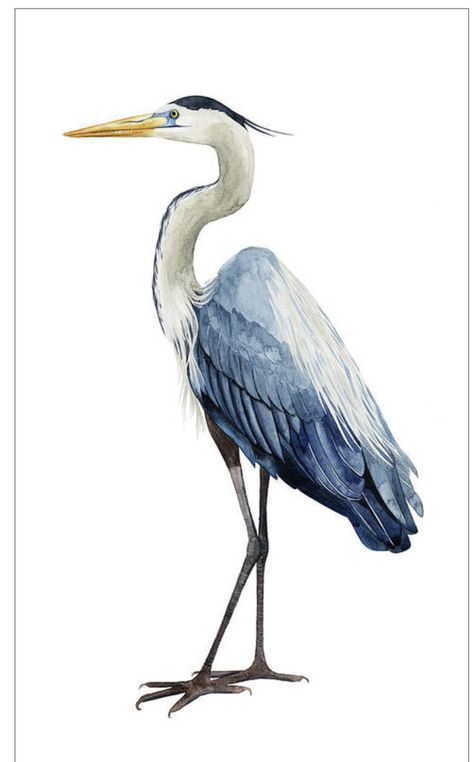 Bird Painting Acrylic, Heron Art, Bird Watercolor Paintings, Florida Art, Watercolor Projects, Paper Birds, Watercolor Palette, Bird Pictures, Blue Heron