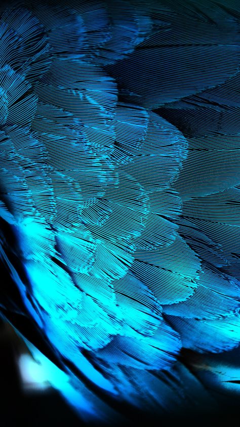 Foto Macro, Soyut Sanat Tabloları, Blue Feather, Wallpaper Vintage, Aqua Turquoise, Feeling Blue, Love Blue, Color Textures, Blue Aesthetic