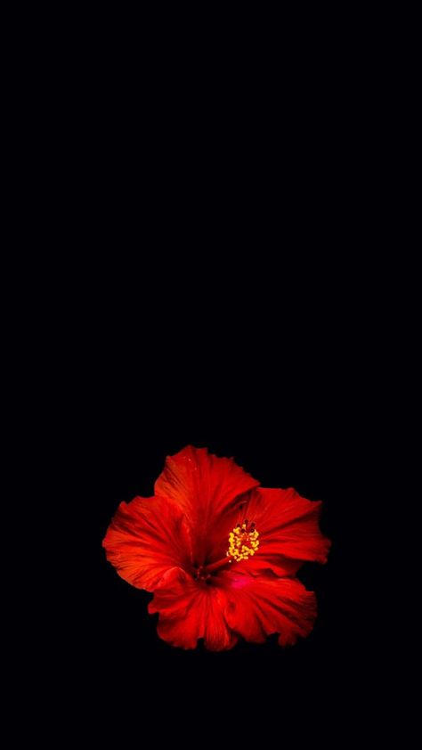 Making A Rainbow, Flower Lockscreen, Red Flower Wallpaper, Flowers Black Background, Wallpaper Profile, Red And Black Wallpaper, Flower Background Iphone, Dark Red Wallpaper, Cute Summer Wallpapers