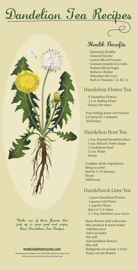 Delicious Dandelion Tea Recipes: Be sure that you source Organic or Wild Crafted Herbs that arent exposed to toxins like Pesticides, etc., and that theyre as fresh and clean as possible! Check out the website to see more Dandelion Tea Recipe, Roasted Dandelion Root, Dandelion Root Tea, Dandelion Tea, Natural Diuretic, Magia Das Ervas, Herbal Recipes, Dandelion Root, Herbal Healing