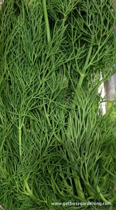 Fresh dill Harvest Dill, Grow Dill, Dill Flowers, How To Grow Dill, Dill Seeds, Sunroom Garden, Cream Cheese Sandwiches, Dill Recipes, Spiced Fruit