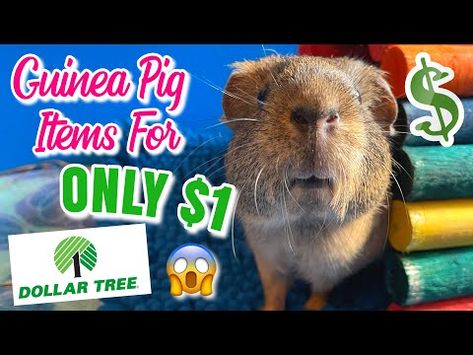 Guinea Pig Supplies At The Dollar Store [ONLY $1]! - YouTube Guinea Pig Toys Diy Homemade, Diy Guinea Pig Toys, Guinea Pig Cage Accessories, Guinea Pig Supplies, Hamster Supplies, Guine Pig, Guinea Pig Diy, Guinea Pig Toys, Dollar Tree Finds