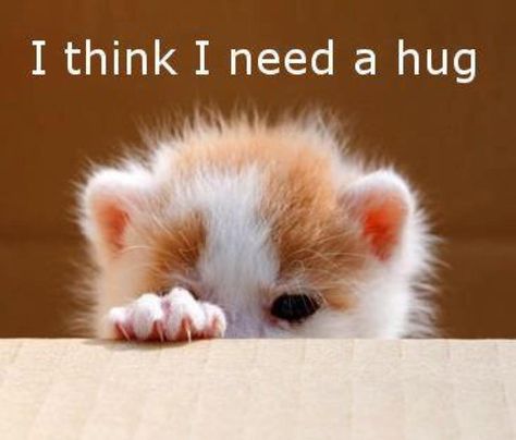 I need a hug Need A Hug Quotes, Hug Quotes, I Need A Hug, Need A Hug, Cat Quotes, Here Kitty Kitty, Cute Cats And Kittens, A Hug, Kitty Kitty