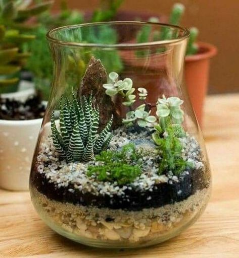 Kaktus Dan Sukulen, Diy Succulent Terrarium, Succulent Garden Indoor, Succulent Garden Design, نباتات منزلية, Succulent Garden Diy, Succulent Gardening, Garden Terrarium, Terrarium Diy