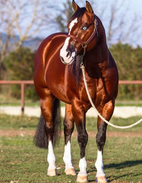 Bay Quarter stallion Bay Quarter Horse, Aqha Stallion, Quarter Horse Stallion, Smart Chic, Reining Horses, Appaloosa Horses, Appaloosa, Quarter Horse, Thoroughbred