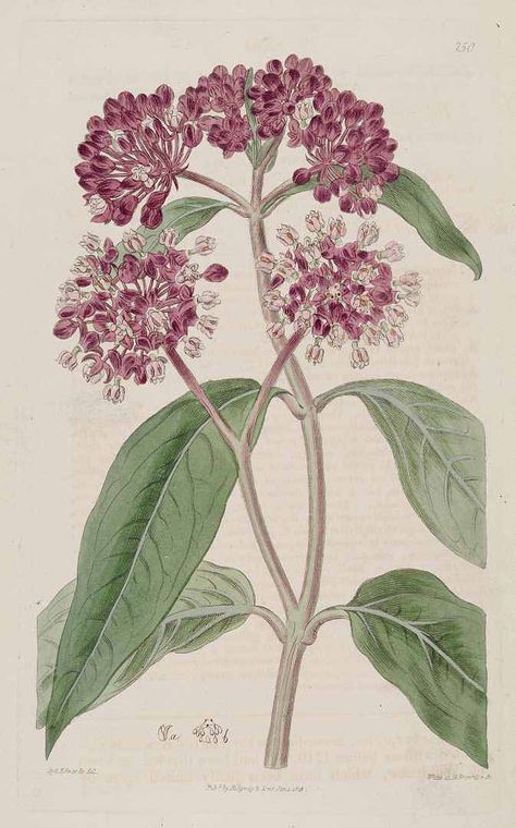 Asclepias incarnata L. swamp milkweed Milkweed Drawing, Milkweed Flower, Asclepias Incarnata, Milkweed Plant, Swamp Milkweed, Plant Tattoo, Botanical Tattoo, Botanical Illustration Vintage, Plant Painting