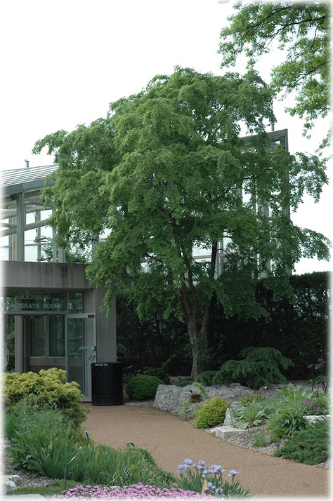 Ulmus parvifolia 'Frosty' (Chinese elm) Chinese Elm Tree, Ulmus Parvifolia, Small Trees For Garden, Yard Remodel, Elm Tree, Growing Gardens, Garden Screening, Tree Nursery, Landscape Plan