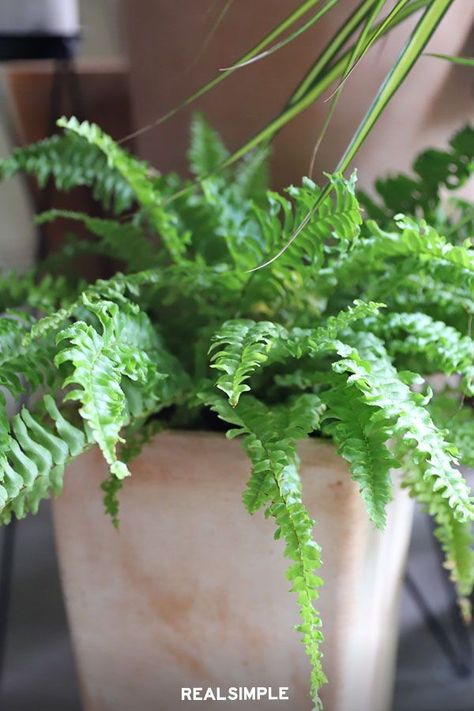 10 Pet-Friendly Houseplants That Are Safe for Cats and Dogs | Popular for their frilly green leaves, Boston ferns are a classic beauty that add charm to any room. These plants do best in a cool place with high humidity and indirect light. Not only are they one of the easiest types of ferns to care for, but they're also safe for pets. #gardening #gardenideas #realsimple #houseplant #besthouseplant Kimberly Fern, Macho Fern, Toxic To Cats, Indoor Ferns, Ferns Care, Types Of Ferns, Boston Fern, Asparagus Fern, Easy Care Plants