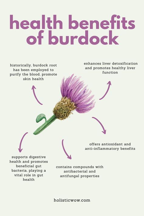 Health benefits of burdock include detox support and healthy skin. Learn how to use it in teas and remedies with safety tips!