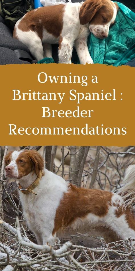 Britney Spaniel Dog, Brittany Dog Breed, Brittany Puppy, Brittney Spaniel, French Brittany Spaniel, Brittany Spaniel Puppies, American Brittany, Brittany Puppies, Dogs Hunting