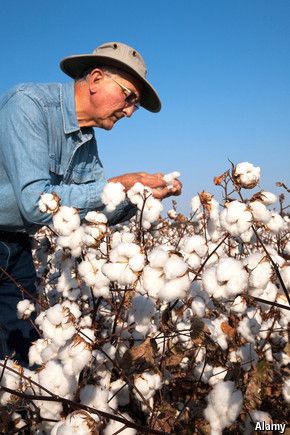 Cotton Plantations, No Hospital, Face Washing, Constitutional Law, Cotton Fields, Farm Photography, The Economist, Cotton Plant, Wash Cloths