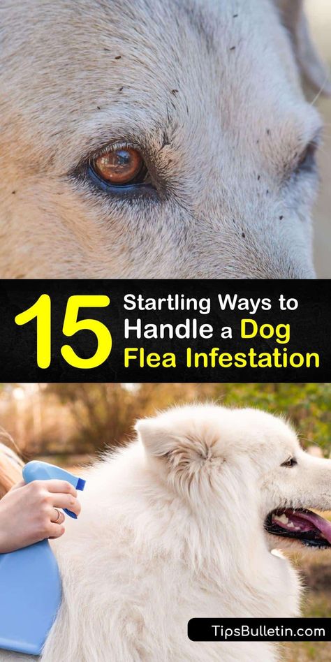 Get rid of fleas, flea larvae, flea eggs, and flea dirt to avoid flea bites. Use flea medication or DIY natural methods like neem oil to achieve flea control and remove the dog flea and cat flea from your pet to avoid a painful flea bite. #flea #infestation #dogs How To Get Rid Of Fleas On Dogs Naturally, Diy Get Rid Of Fleas On Dog, Flea Prevention For Dogs, Dog Flea Remedies Diy, Diy Dog Flea Spray, How To Get Fleas Off Dogs, What Kills Fleas On Dogs, How To Keep Fleas Off Dogs, How To Get Ride Of Fleas In House Home