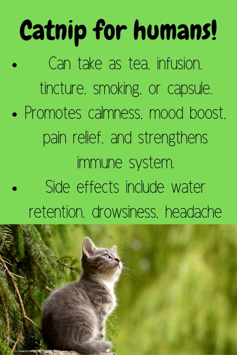 Benefits Catnip Tea, Nepeta Cataria, Tea Infusion, Strengthen Immune System, Water Retention, Mood Boost, Get High, For Cats, Side Effects