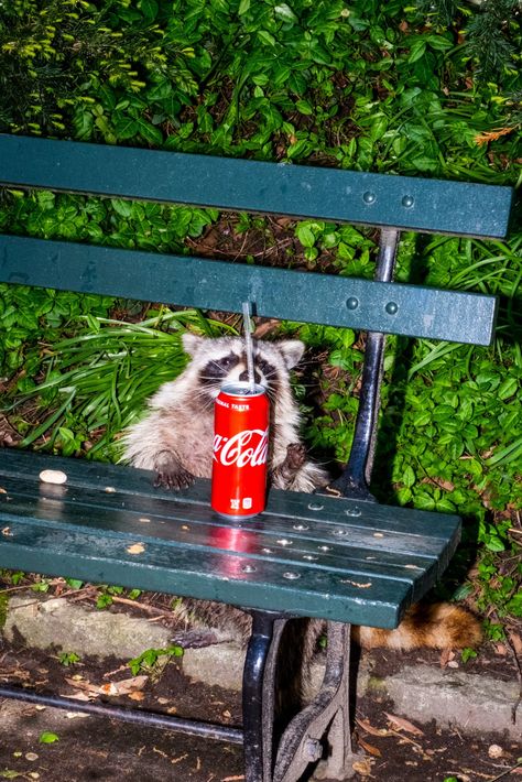 Respect the Hustle of Soda Can Raccoon and Murder Cat - The New York Times Getting Rid Of Raccoons, City Rats, Rat Girl, Deer Crossing, Prospect Park, Urban Nature, Trash Panda, Rare Birds, Park Ranger