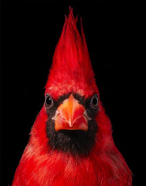 Photographer Tim Flach Highlights Unusual and Endangered Birds in Striking Portraits | Colossal Nicobar Pigeon, Philippine Eagle, Pigeon Breeds, Burmese Cat, Northern Cardinal, Rare Birds, Cardinal Birds, Red Bird, Endangered Animals