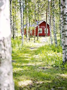 Red Cabin, Summer Cabin, Red Cottage, Cottage Cabin, Cottage In The Woods, Summer Cottage, Birch Trees, Cabin In The Woods, Red House