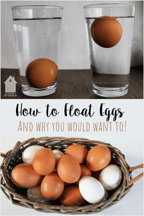 Collecting Eggs From Chickens, Waterglassing Chicken Eggs, Candling Chicken Eggs, Egg Float Test, Floating Eggs, Raising Livestock, Selling Eggs, Animal Farming, Laying Chickens