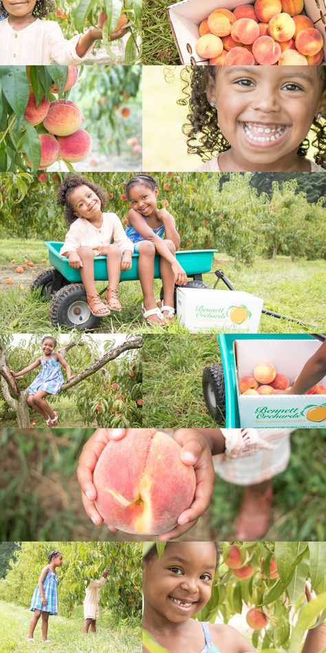 Peach picking photoshoot, peach orchard, summer mini sessions, Delaware photography Peach Picking Photoshoot, Peach Orchard Photoshoot, Peaches Photoshoot, Peach Photoshoot, Summer Mini Session Ideas, Peach Picking, Summer Mini Sessions, Peach Farm, Peach Photography