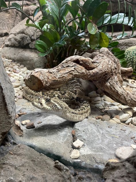 Picture of rattle snake taken at Cameron Park Zoo in Waco texas. The rattle snake was very active when we were viewing it. Snake Farm, Rattle Snake, Waco Texas, Snakes, Adventure Travel, Bucket List, Miami, Castle, Texas