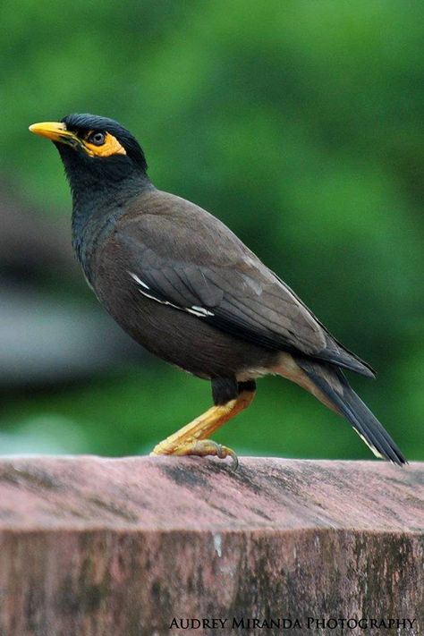 Myna bird in Sri Lanka. Photo by Audrey Miranda. Birds In Sri Lanka, Myna Birds, Thought Quotes, Nature Birds, Deep Thought, Water Colors, Pretty Birds, Deep Thought Quotes, Beautiful Birds