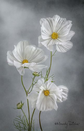 Cosmos | Mandy Disher | Flickr Cosmos Flowers, Cat Air, 수채화 그림, Urban Sketchers, Beginner Painting, Flower Art Painting, Exotic Flowers, Flower Photos, Flower Pictures